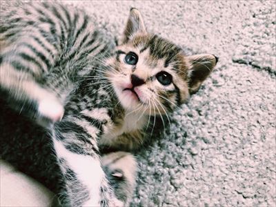 たいとコスモス、ときどきザクロ