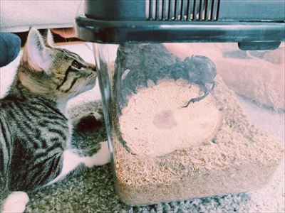 たいとコスモス、ときどきザクロ