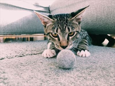 たいとコスモス、ときどきザクロ