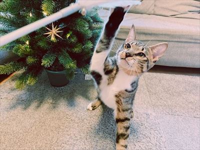 たいとコスモス、ときどきザクロ