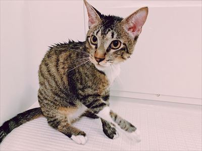 たいとコスモス、ときどきザクロ