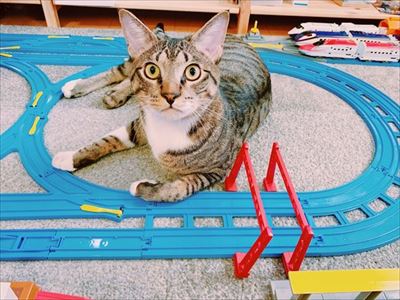 たいとコスモス、ときどきザクロ