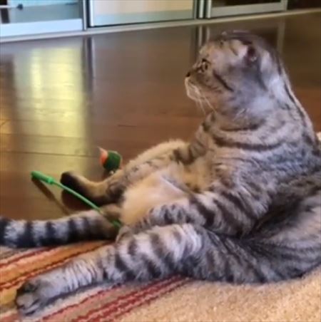 このスタイルがしっくりくるニャン どっしりとした“おっさん座り”が絵