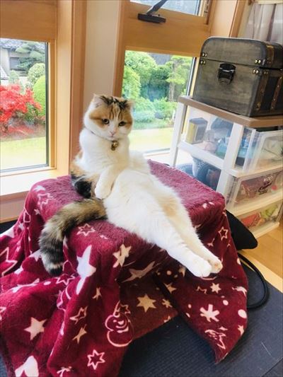 セクシーな猫ちゃん