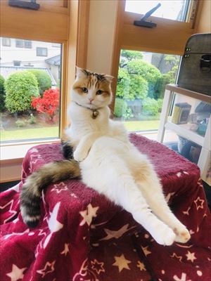 セクシーな猫ちゃん