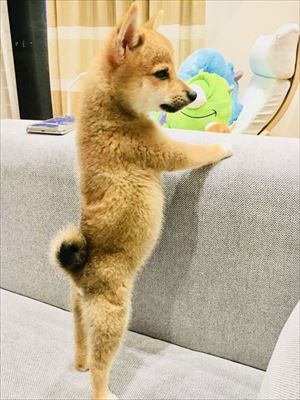 セクシーな猫ちゃん