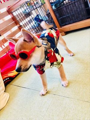 セクシーな猫ちゃん