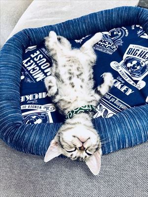 セクシーな猫ちゃん