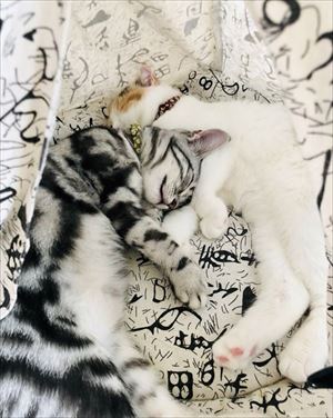 セクシーな猫ちゃん