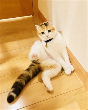 セクシーな猫ちゃん