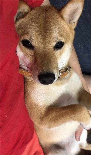 セクシーな猫ちゃん