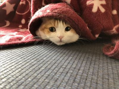 セクシーな猫ちゃん