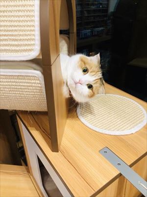 セクシーな猫ちゃん