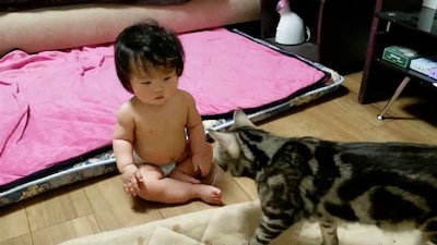 猫 当て逃げ 赤ちゃん