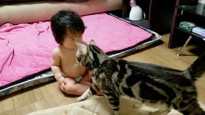 猫 当て逃げ 赤ちゃん
