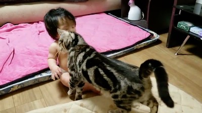 猫 当て逃げ 赤ちゃん