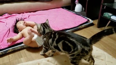猫 当て逃げ 赤ちゃん