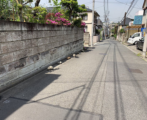 猫 ねこ ネコチャン