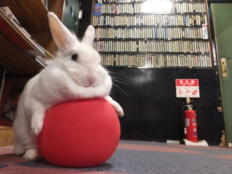 うさぎ てっぴー