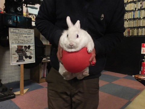 うさぎ てっぴー
