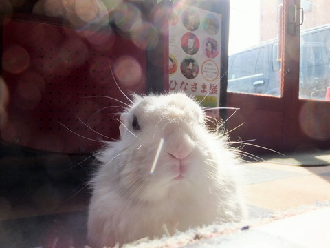 うさぎ てっぴー