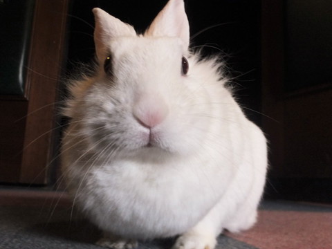 うさぎ てっぴー