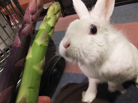 うさぎ てっぴー
