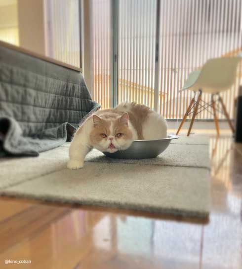 モノノ怪 猫 エキゾチックショートヘア 妖怪 いどまじん