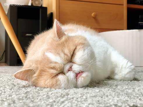 モノノ怪 猫 エキゾチックショートヘア 妖怪 いどまじん