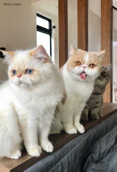 モノノ怪 猫 エキゾチックショートヘア 妖怪 いどまじん