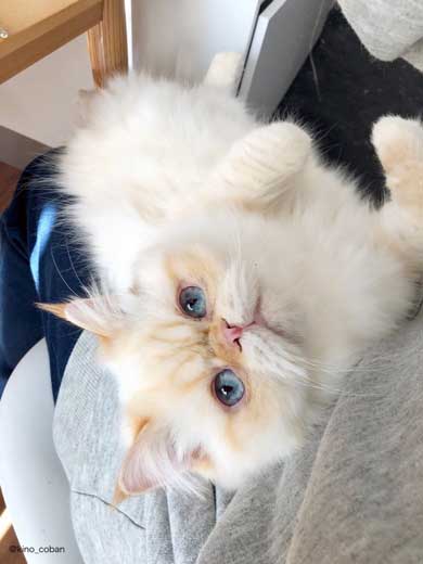 モノノ怪 猫 エキゾチックショートヘア 妖怪 いどまじん