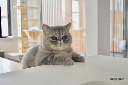 モノノ怪 猫 エキゾチックショートヘア 妖怪 いどまじん