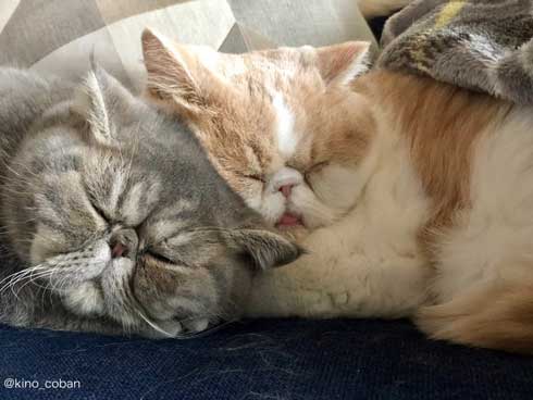 モノノ怪 猫 エキゾチックショートヘア 妖怪 いどまじん