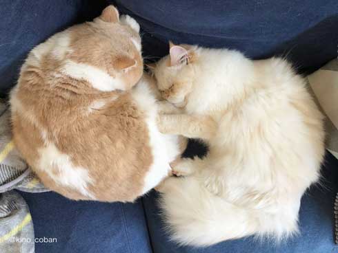 モノノ怪 猫 エキゾチックショートヘア 妖怪 いどまじん