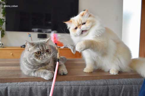 モノノ怪 猫 エキゾチックショートヘア 妖怪 いどまじん