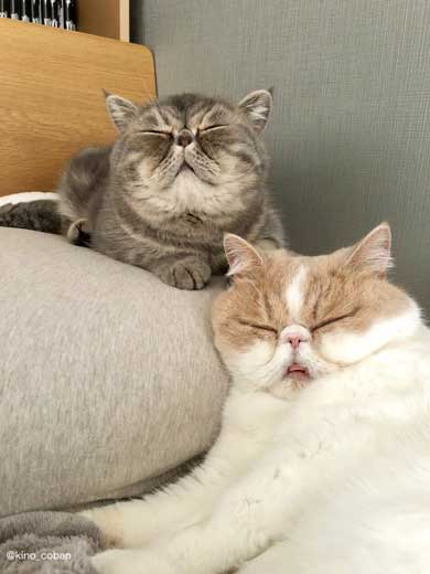 モノノ怪 猫 エキゾチックショートヘア 妖怪 いどまじん