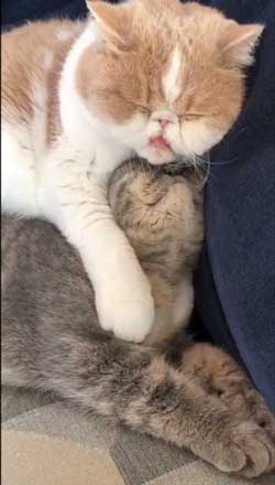 モノノ怪 猫 エキゾチックショートヘア 妖怪 いどまじん