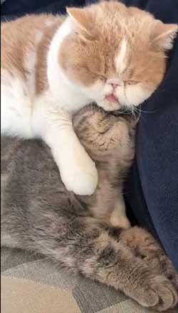 モノノ怪 猫 エキゾチックショートヘア 妖怪 いどまじん