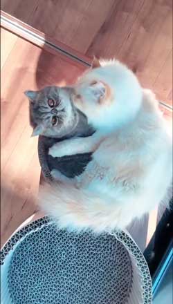 モノノ怪 猫 エキゾチックショートヘア 妖怪 いどまじん