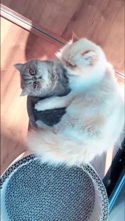 モノノ怪 猫 エキゾチックショートヘア 妖怪 いどまじん