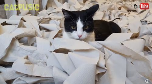 トイレットペーパーの中でこちらを見る猫ちゃん