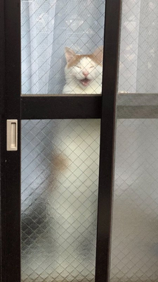 ふくすけさん　立ち　目閉じ