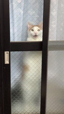 ふくすけさん　立ち　口開け