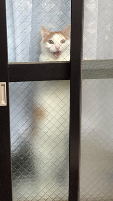 ふくすけさん　立ち　口開けややアップ