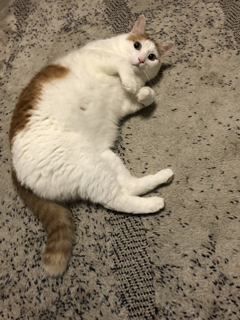 ふくすけさんお腹出し