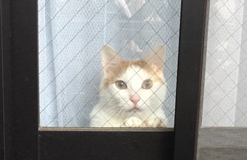 ふくすけさんアップ