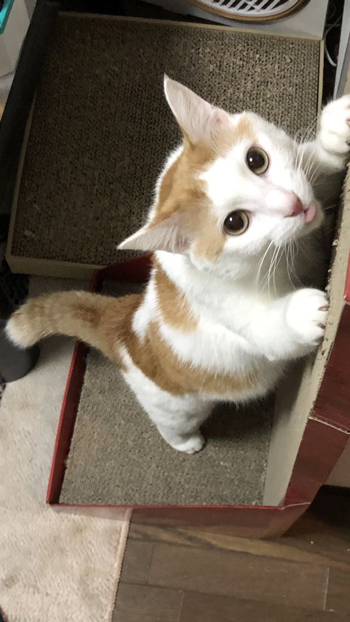 ふくすけさん爪とぎ