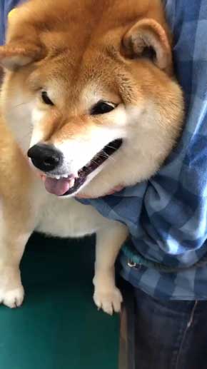 柴犬