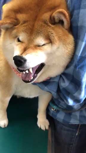 柴犬ハナ
