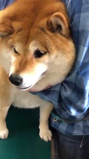 病院 注射 柴犬 ハナ まだ打ってない 怖がる